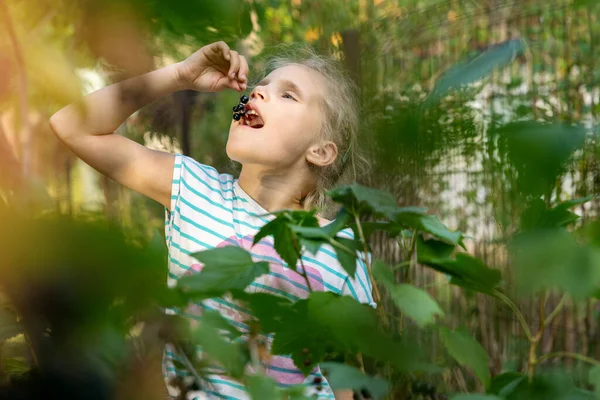 Menina Comendo Groselha Preta Fresca Bagas Arbusto Jardim — Fotografia de Stock