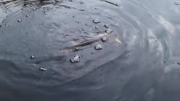 ハード餌のルアーにフックされた水で戦う北部のパイク魚 — ストック動画