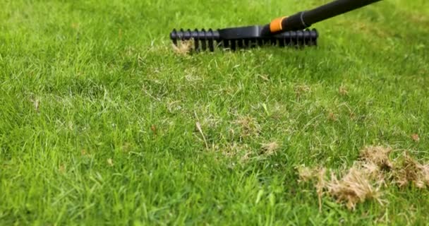 Menakutkan Rumput Dengan Garuk Scarifier Rumput Mati Dilepas — Stok Video