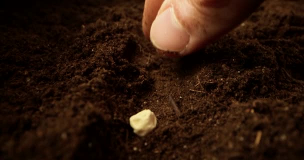 土にエンドウ豆の種を植える手 植物園 農業について — ストック動画
