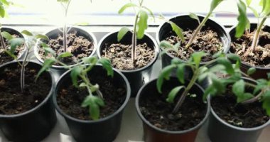 Evdeki pencere pervazlarında büyüyen domates tohumları.