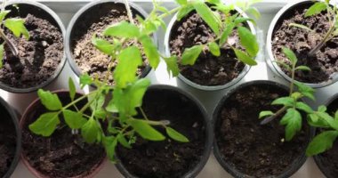 Pencere kenarındaki saksılarda yetişen domates fidanları.