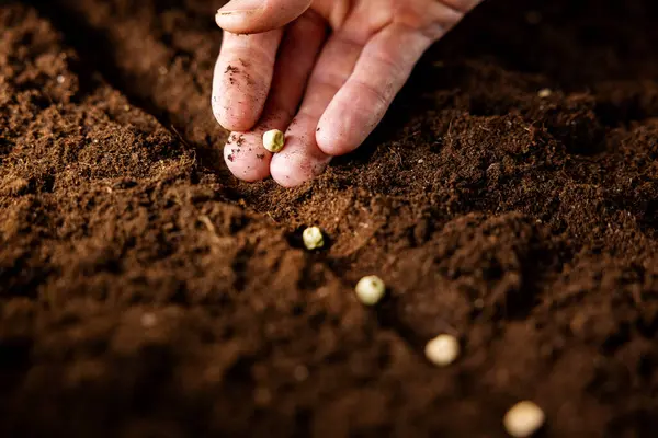 土にエンドウ豆の種を植える手 植物園 農業について ストック写真