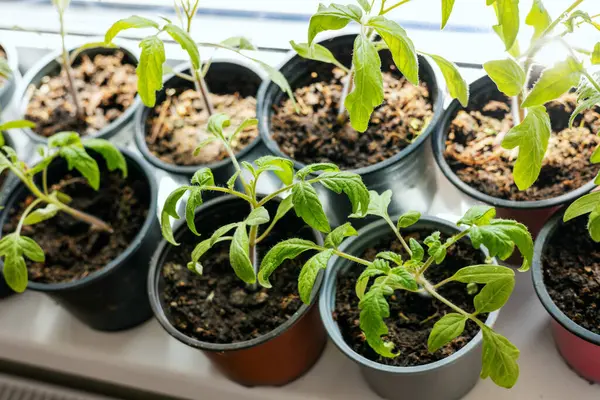 Tomatensetzlinge Wachsen Töpfen Auf Fensterbank Stockfoto