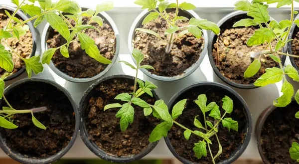 在家中窗台上种植盆栽的番茄幼苗 顶部视图 图库图片