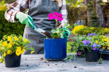 Kadın, masanın üzerindeki çömleğe sardunya çiçeği ekiyor. Yaz bahçesi bitkileri