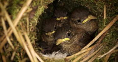 Yosun yuvasında yavru kuşlar. Avrasya çalıkuşu (troglodit trogloditleri) yakın çekim