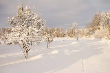 Kar kışın bahçe ağaçlarını kapladı. Beyaz kar, bir sürü beyaz kar.