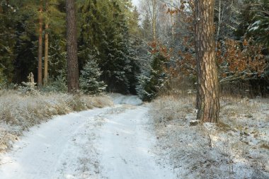 Kış boyunca yol, karlı orman. Karda ağaçlar. Kar gizli yolu