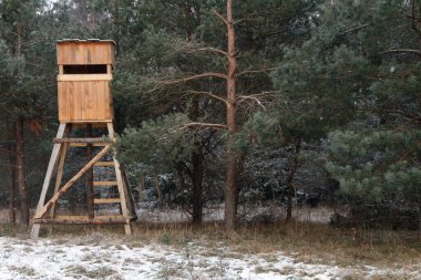 Hunter 'ın Avrupa' daki ormandaki gözlem noktası.