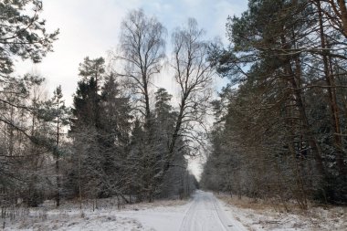 Karlı orman manzarası. Ormana giden yol. Ağaçlarda buz.