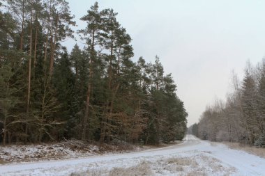 Karlı orman manzarası. Ormana giden yol. Ağaçlarda buz.