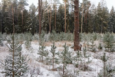 Genç köknar ağaçları. Yeni dikilmiş ağaçlar. Ormancılar. Kış mevsimi.