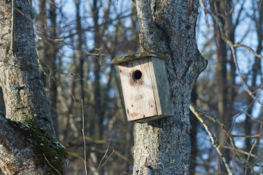 Wooden nesting box on the trunk of the old pine in forest on a blurred background of the other trees during a snowfall