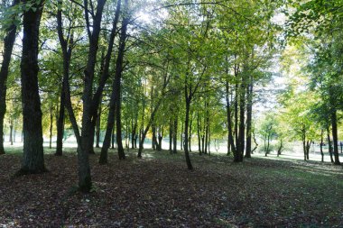 Sonbaharda ağaçları park et, yandan manzara