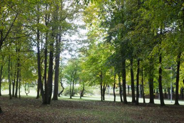 Sonbaharda ağaçları park et, yandan manzara
