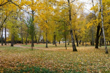 Bulutlu bir günde yapraksız bir sonbahar parkında çıplak ağaç gövdesi manzarası. Zemin sarı yapraklarla kaplı..