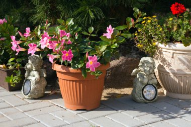 Bahçe tasarımı için çiçekli saksı. Çiçek saksısında pembe renkli Mandevilla