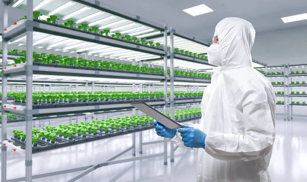 Worker wears medical protective suit or white coverall suit in smart indoor farm system raised plants on shelves growth with led light