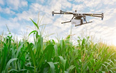 Tarım teknolojisi kavramı, bulutlu mavi gökyüzüne karşı mısır tarlasında uçan 3D insansız hava aracı üretiyor. 