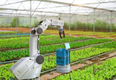 3 boyutlu tarım teknolojisi kavramı ile tarımda robotik kol hasat marulu