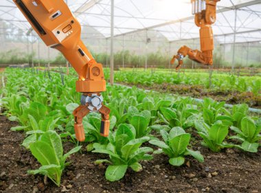 3 boyutlu tarım teknolojisi kavramı ile tarımda robotik kol hasat marulu