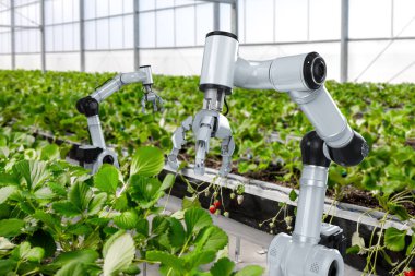 3D robot işlemeli tarım teknolojisi ve kapalı çiftlik veya cam evde çilek toplayan robot asistanı