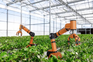 3D robot işlemeli tarım teknolojisi ve kapalı çiftlik veya cam evde çilek toplayan robot asistanı