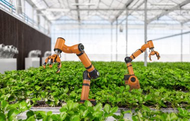3D robot işlemeli tarım teknolojisi ve kapalı çiftlik veya cam evde çilek toplayan robot asistanı