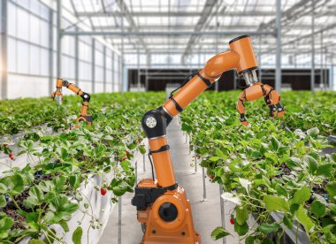 3D robot işlemeli tarım teknolojisi ve kapalı çiftlik veya cam evde çilek toplayan robot asistanı