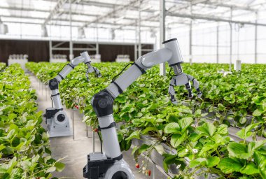 3D robot işlemeli tarım teknolojisi ve kapalı çiftlik veya cam evde çilek toplayan robot asistanı