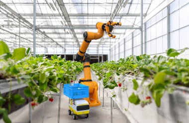 3D robot işlemeli tarım teknolojisi ve kapalı çiftlik veya cam evde çilek toplayan robot asistanı