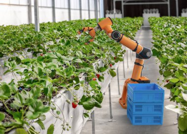 3D robot işlemeli tarım teknolojisi ve kapalı çiftlik veya cam evde çilek toplayan robot asistanı