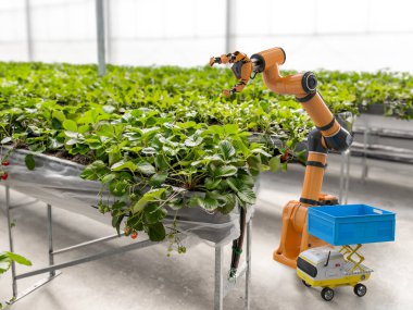 3D robot işlemeli tarım teknolojisi ve kapalı çiftlik veya cam evde çilek toplayan robot asistanı