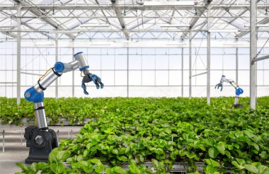 3D robot işlemeli tarım teknolojisi ve kapalı çiftlik veya cam evde çilek toplayan robot asistanı