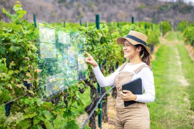 Dijital grafik ekran ile çalışan Asyalı şarap üreticisi akıllı üzüm bağı sistemi