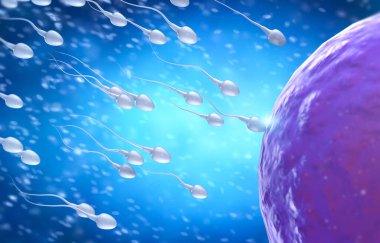 Yumurtayla döllenen 3 boyutlu sperm