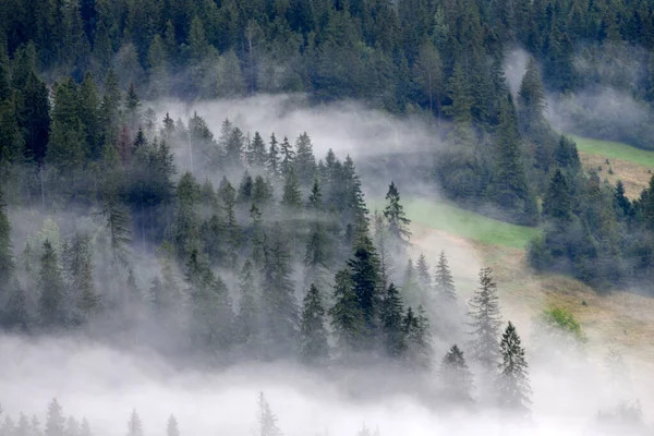Foggy Matin Sur Une Clairière Dans Les Montagnes Tatra — Photo