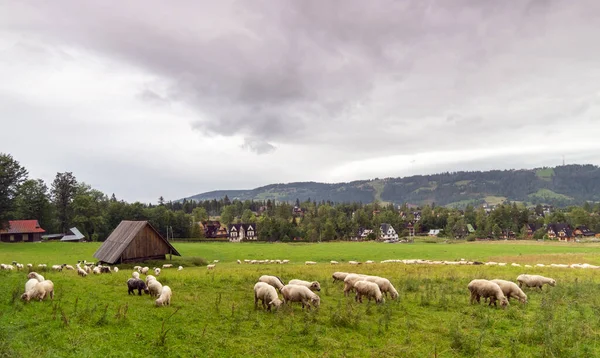 鞑靼山脉的一块空地上放羊 — 图库照片