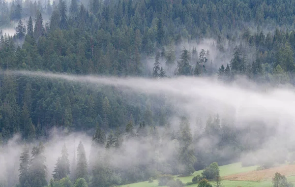 Туманное Утро Поляне Татрах — стоковое фото