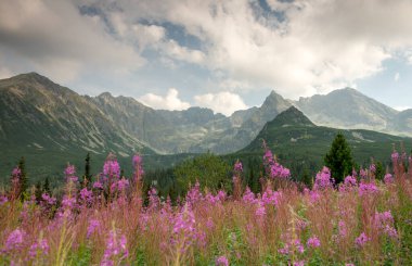 Hala Gasienicowa in the Tatra Mountains, Mountain landscape in bloom (Epilobium angustifolium).