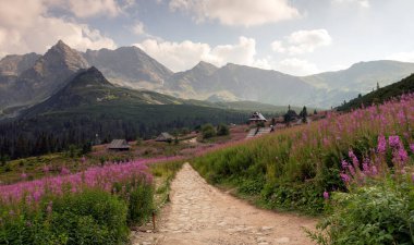 Hala Gasienicowa in the Tatra Mountains, Mountain landscape in bloom (Epilobium angustifolium).