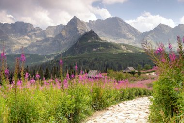 Hala Gasienicowa in the Tatra Mountains, Mountain landscape in bloom (Epilobium angustifolium).