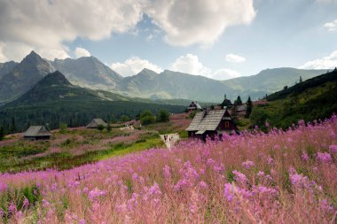 Hala Gasienicowa in the Tatra Mountains, Mountain landscape in bloom (Epilobium angustifolium).