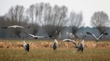 Vahşi doğada yaygın vinç (Grus grus). Sabahın erken saatlerinde bataklıkta.