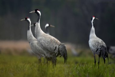 Vahşi doğada yaygın vinç (Grus grus). Sabahın erken saatlerinde bataklıkta.