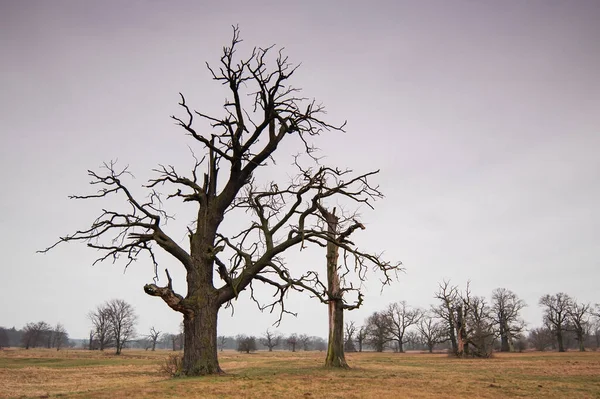 Parkın Manzarası Eski Ağaçlar — Stok fotoğraf