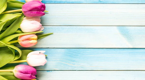 Colorful Tulips Blue Wooden Background — Stock Photo, Image