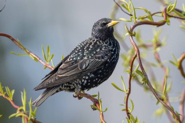 Sığırcık (Sturnus vulgaris))