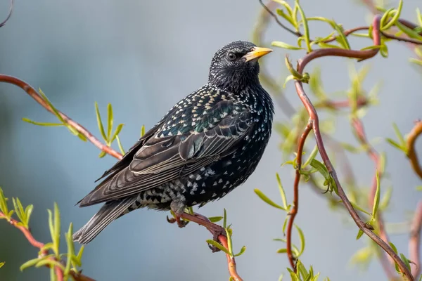 stock image Common starling (Sturnus vulgaris)